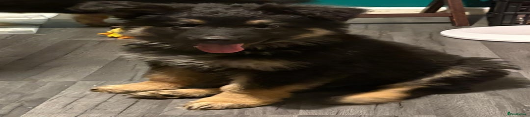 Black & Tan Boy 2