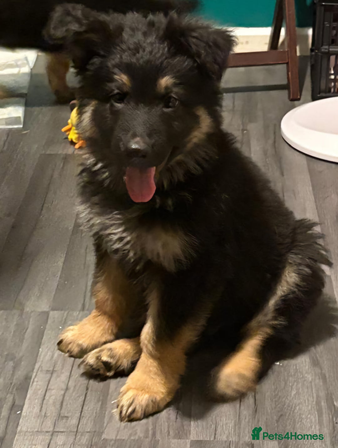 German Shepherd dogs for sale: Ready Now-KC, health Tested German Shepherd Pups - Image 18