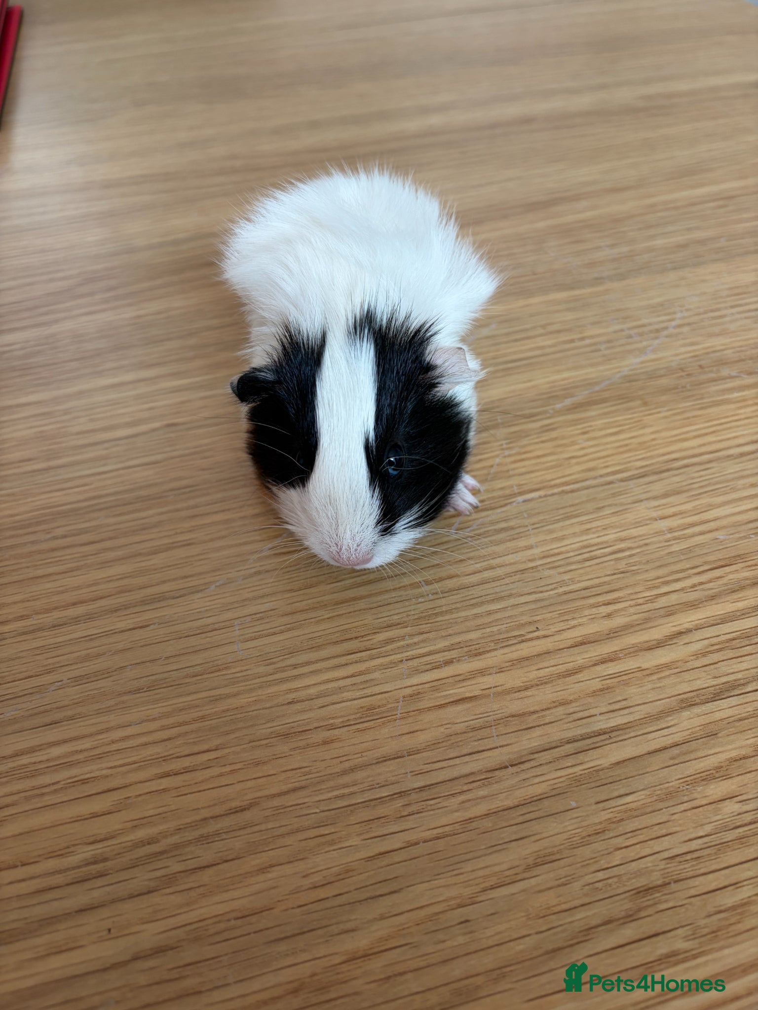 Guinea Pig rodents Black & White Crested Guinea Pig (6 weeks Old) - Advert 19