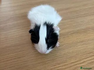 Guinea Pig rodents Black & White Crested Guinea Pig (6 weeks Old) - Advert 19