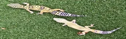 Leopard Gecko reptiles for sale: Leopard Geckos in Kingston upon Thames - Advert 11