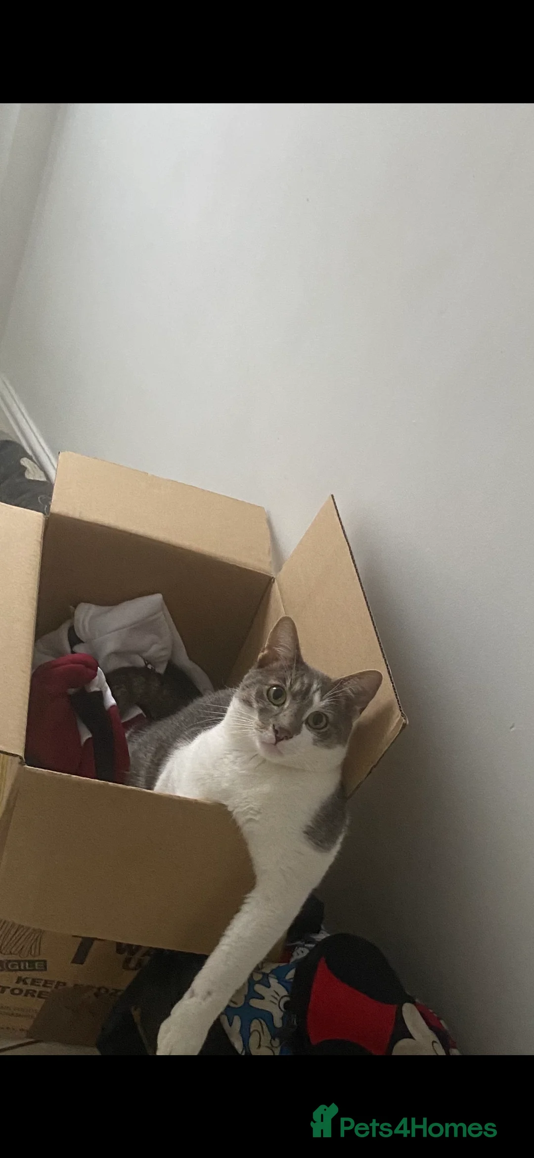 American Bobtail cats for sale: Beautiful grey domestic American bobtail  - Advert 2