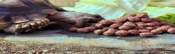 Tortoise reptiles for sale: Sulcata Tortoise  - Advert 3