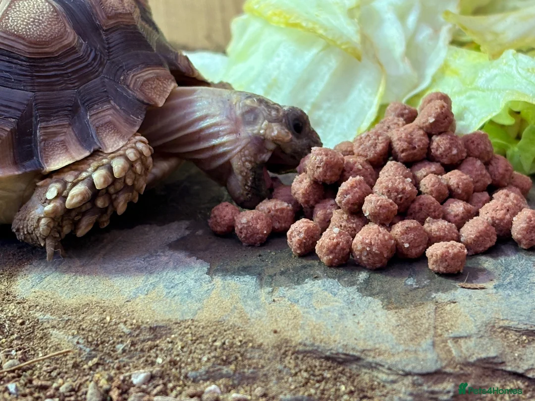 Tortoise reptiles for sale: Sulcata Tortoise  - Advert 3