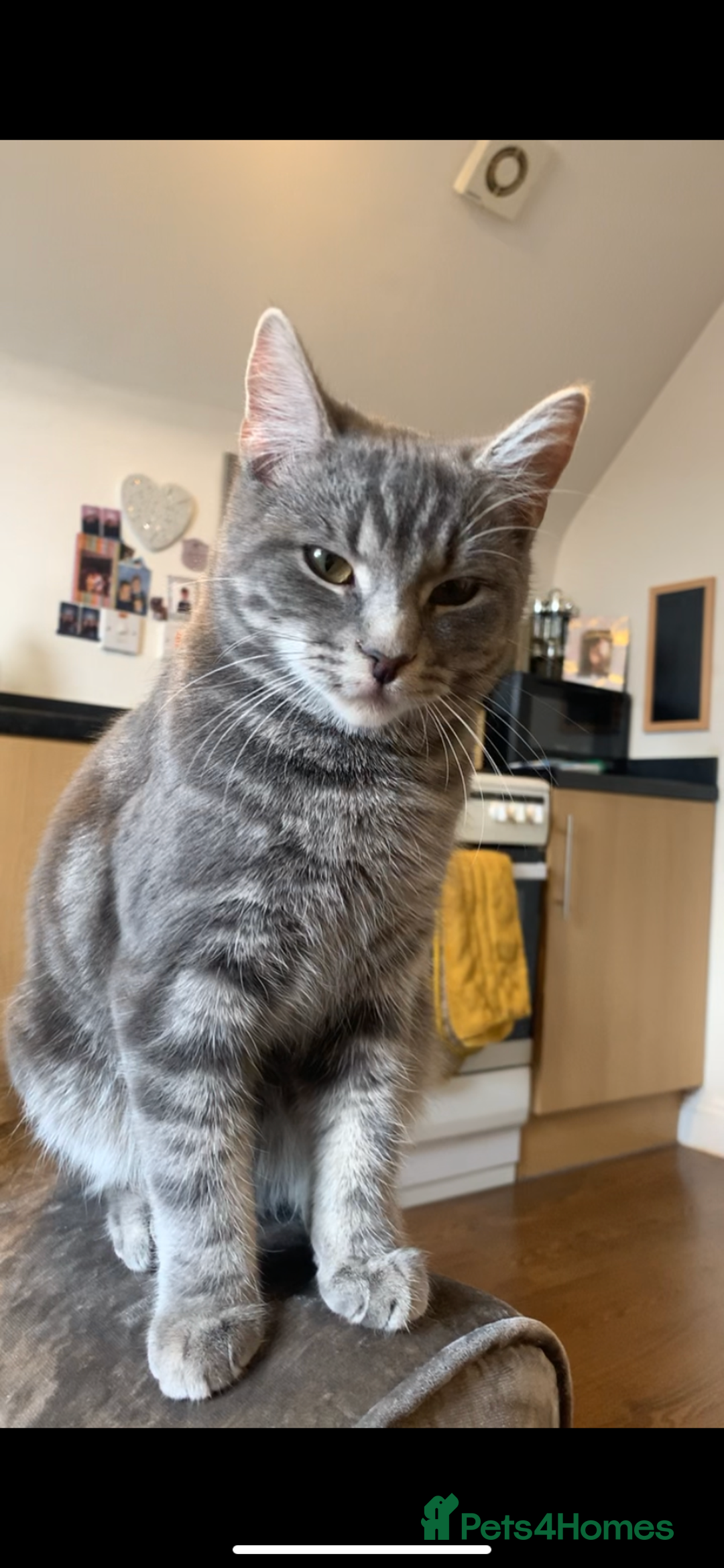 Mixed Breed cats for sale: 2 beautiful kittens for sale - Advert 4