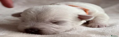 West Highland Terrier 2