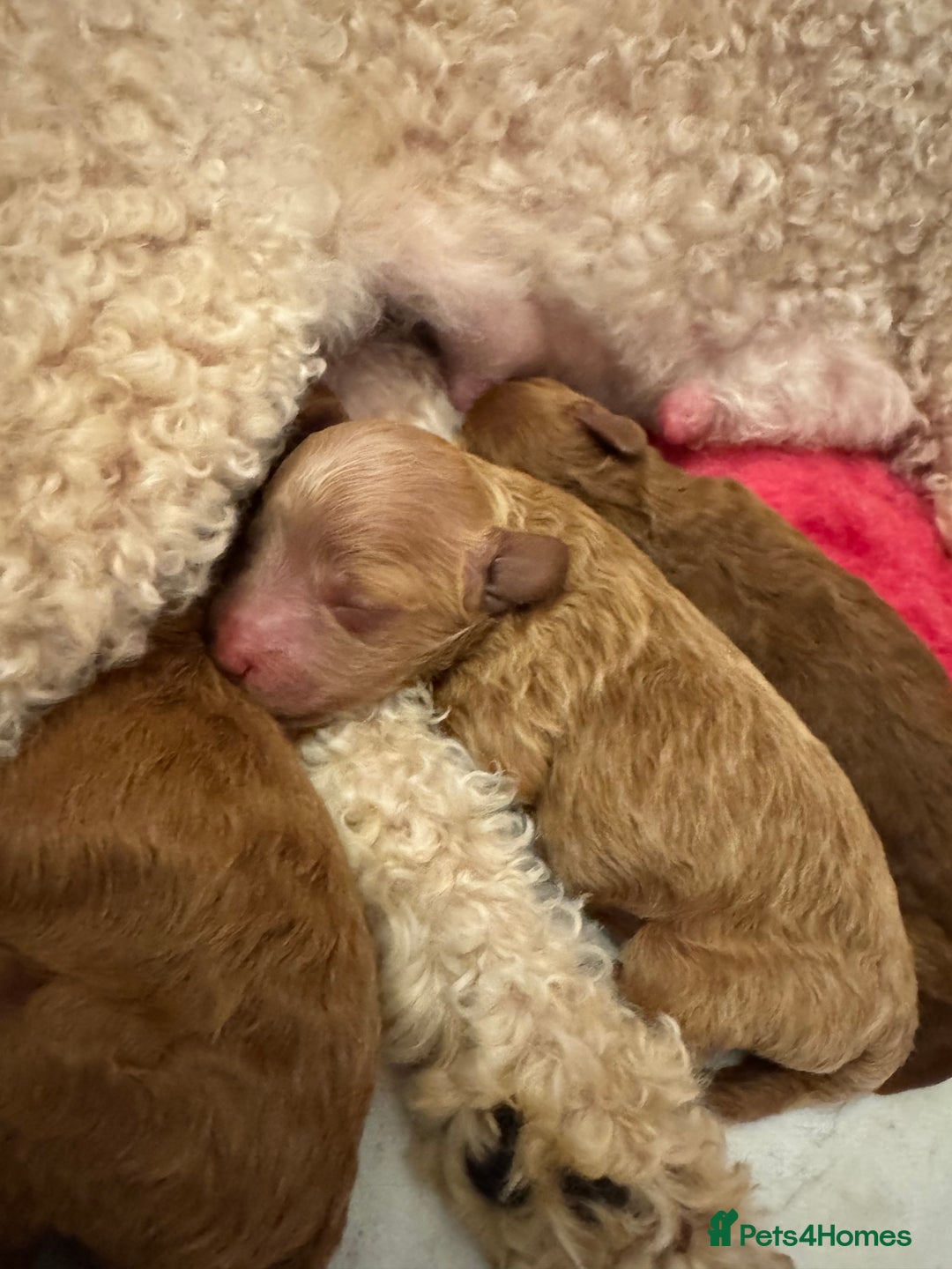 Toy Poodle dogs for sale: KC Registered Red Toy Poodle Puppies - Image 12