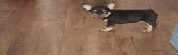 French Bulldog dogs for sale: ULTRA RARE - RAINBOW LITTER NON FLUFFY FRENCHIES - Advert 26