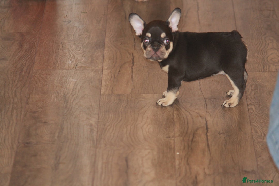 French Bulldog dogs for sale: ULTRA RARE - RAINBOW LITTER NON FLUFFY FRENCHIES - Advert 26