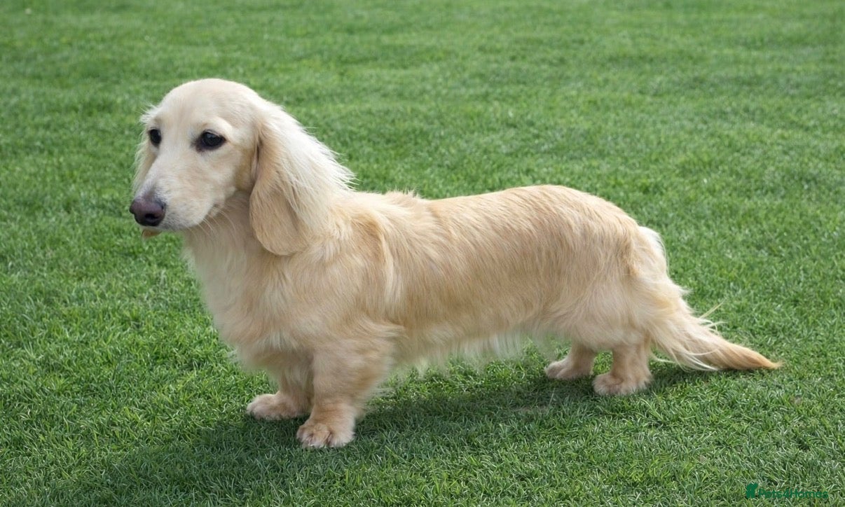Miniature Dachshund dogs Stunning Pure Cream Longcoat Male  - Advert 1