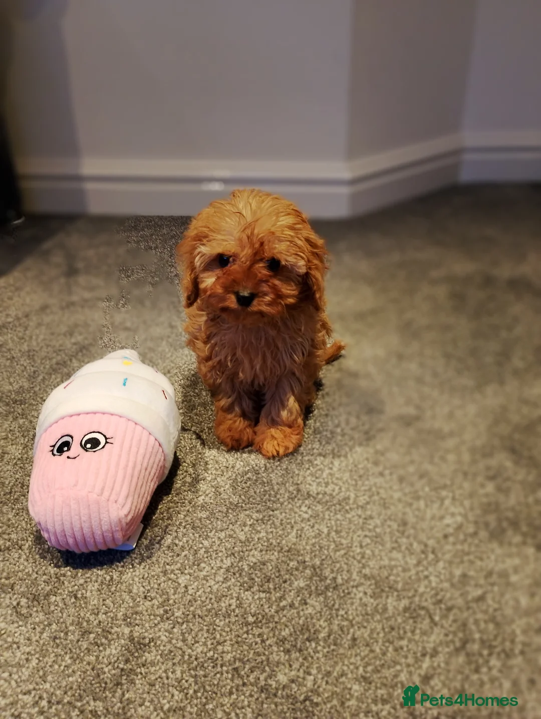 Cavapoo dogs for sale: Stunning F1 Cavapoos ready now ! - Advert 13