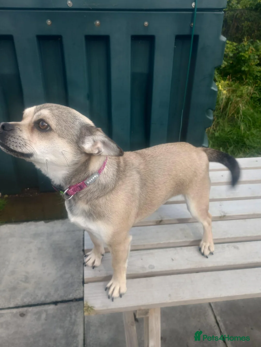Mixed Breed dogs for sale: Gorgeous French Bullhuahua dog for sale - Advert 2