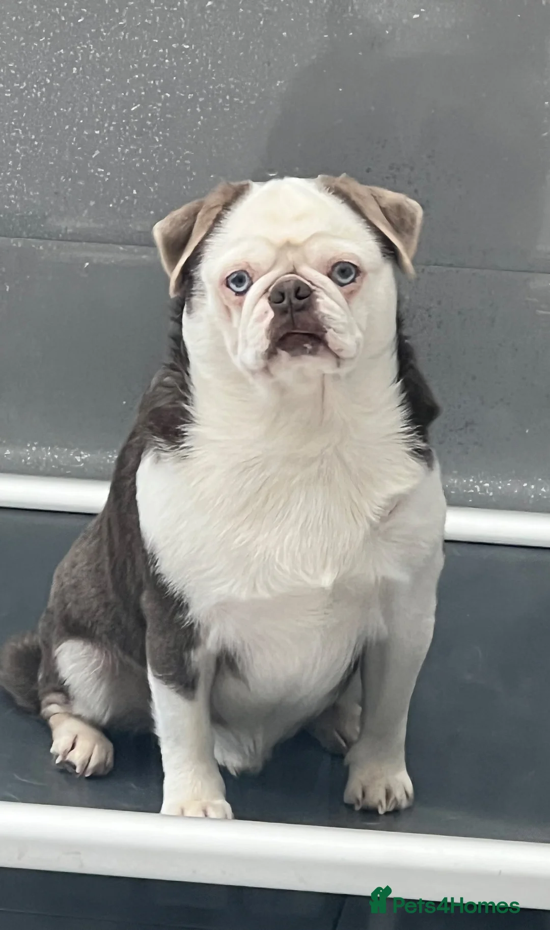 Pug dogs for sale: Kc Lilac tan panda male  - Advert 1