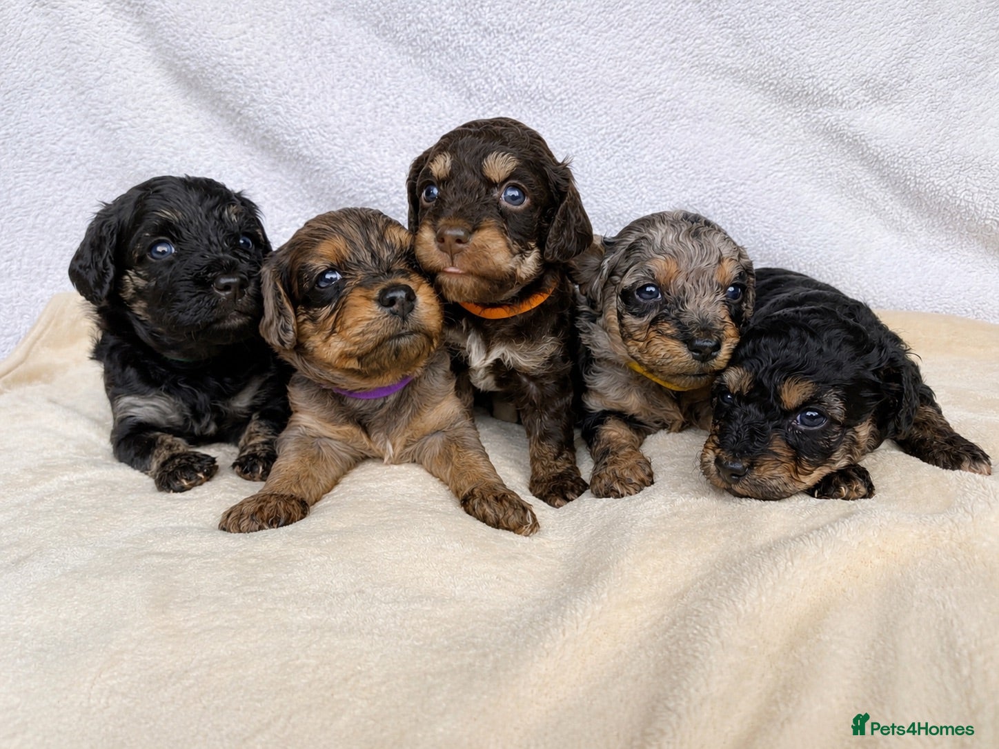 Mixed Breed dogs for sale: Cockapoo mix  - Advert 1