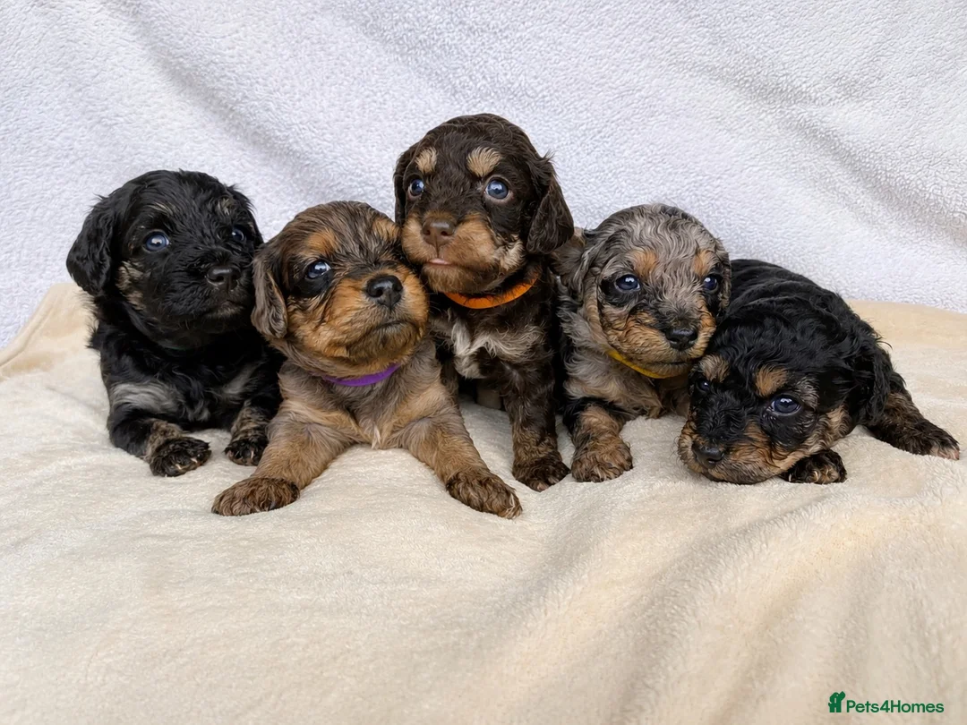 Mixed Breed dogs for sale: Cockapoo mix  in Dartmouth - Advert 1