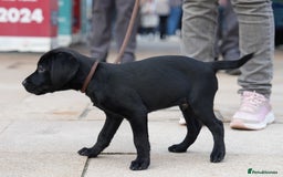 Labrador Retriever dogs for sale: Last 2 Black male labrador puppies vaccinated KC  - Advert 13