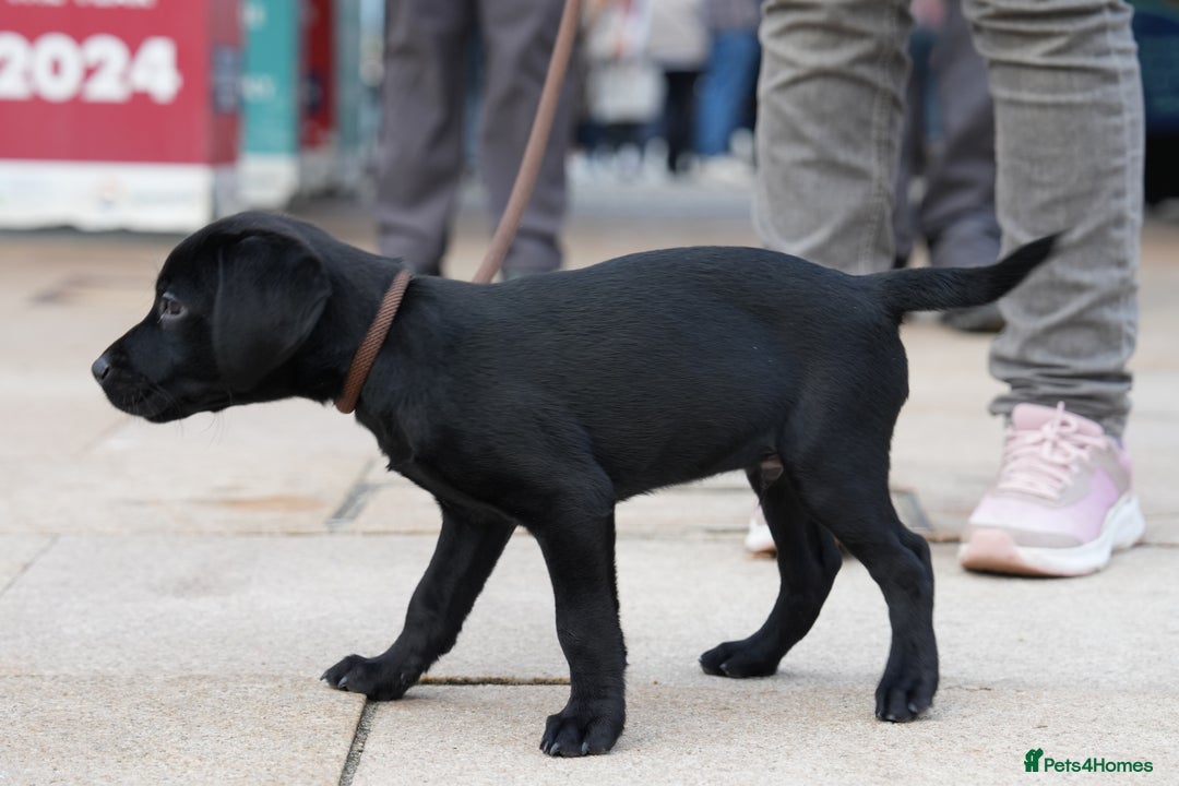 Labrador Retriever dogs for sale: Last 2 Black male labrador puppies vaccinated KC  - Advert 13
