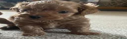 Maltipoo dogs for sale: 3 Stunning male  multipoo puppies in Chatteris - Advert 19