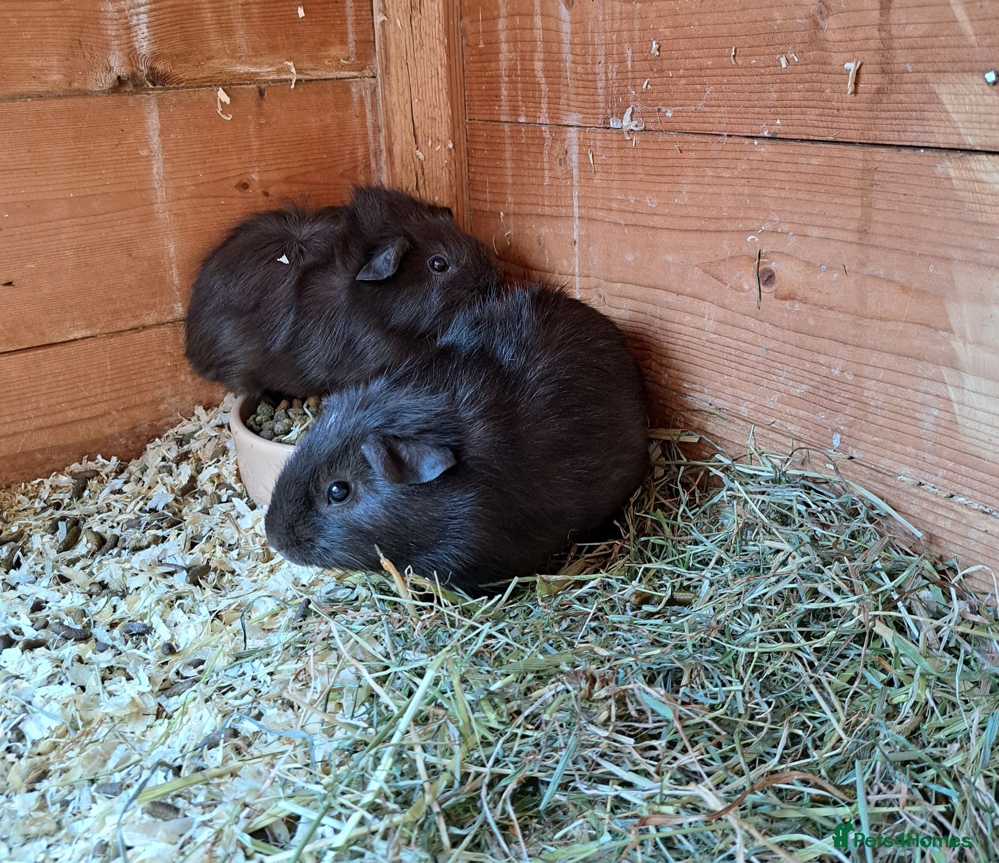 Guinea Pig rodents Gorgeous mix of guinea pig babies - Advert 4