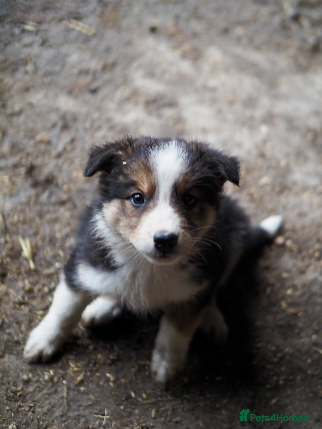 Mixed Breed dogs for sale: Collie cross puppies  - Advert 6