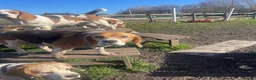 Beagle dogs for sale: 2x female tri kc reg beagles - Advert 6