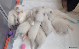 Ragdoll cats for sale: GCCFRagdoll Ready to go - Image 7