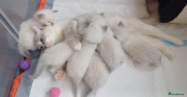 Ragdoll cats - Advert 10