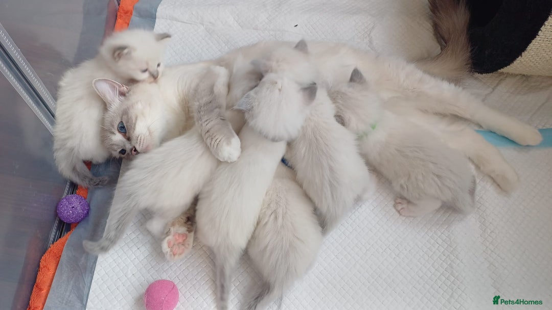 Ragdoll cats for sale: GCCFRagdoll Ready to go - Image 7