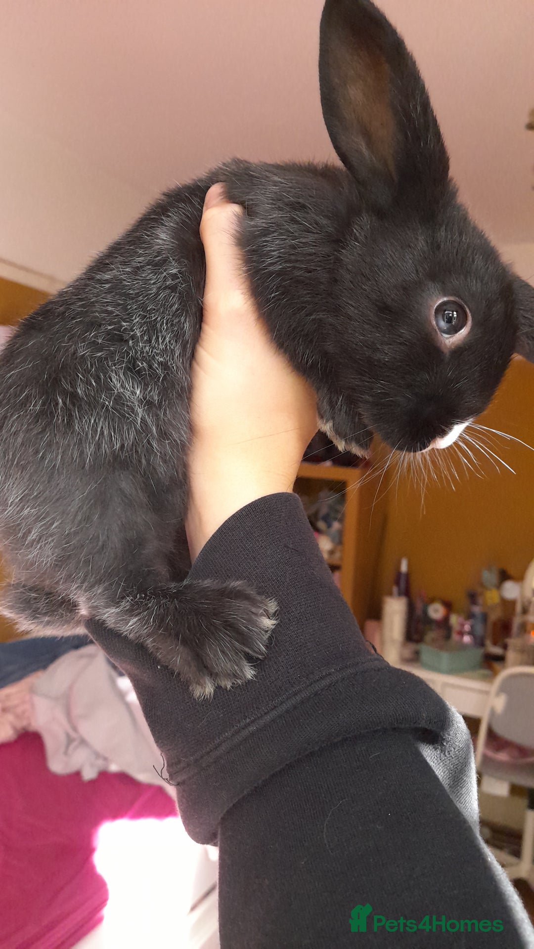 Havana rabbits for sale: 5 little bunnies for sale!! - Image 10