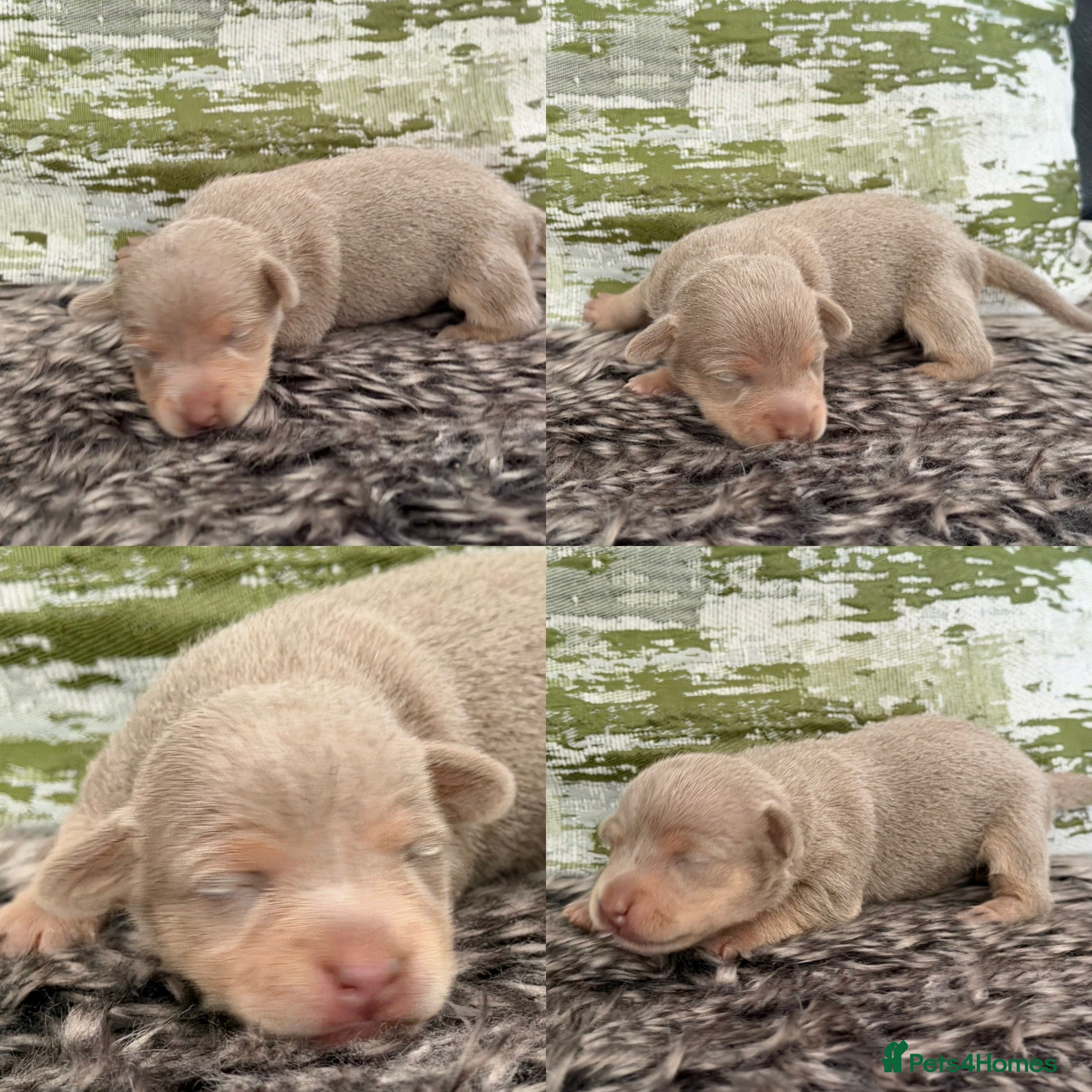 Lilac and tan female 