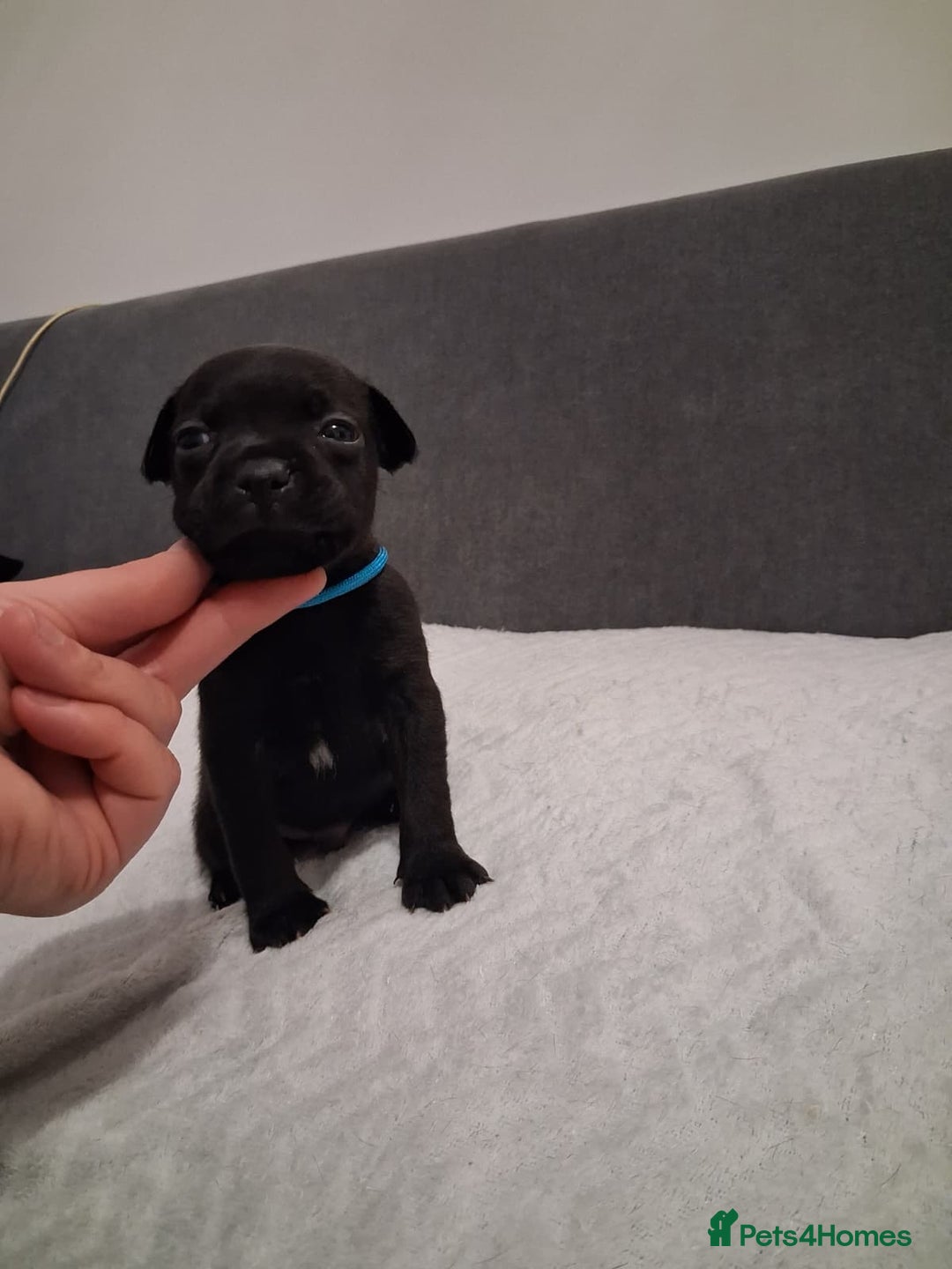 Staffordshire Bull Terrier dogs for sale: Show quality Staffordshire Bull Terrier - Advert 28