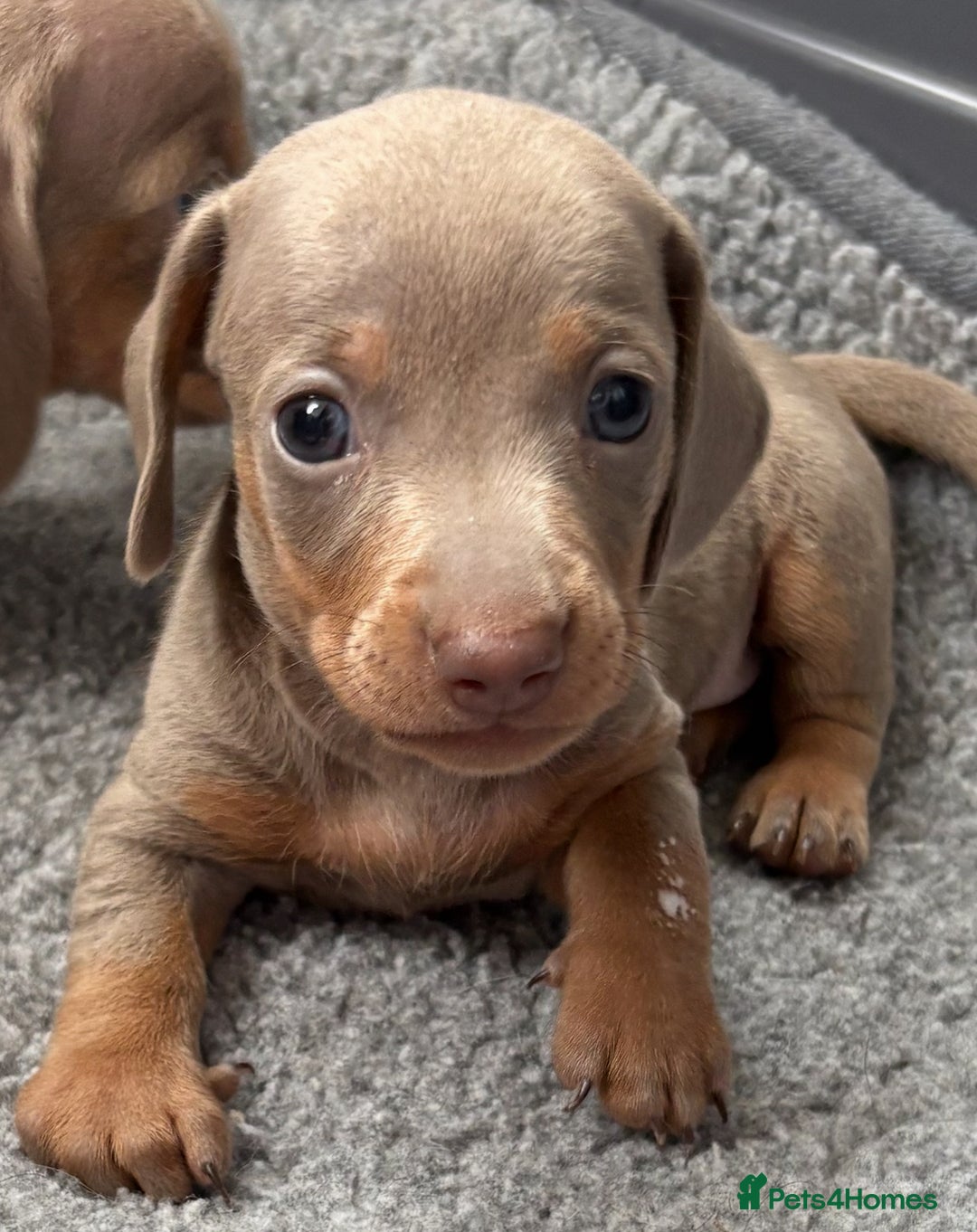 Miniature Dachshund dogs for sale: Beautiful teeny tiny Isabella mini dachshunds  - Image 4