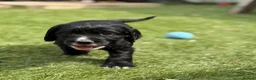 Cocker Spaniel dogs for sale: Gorgeous Cocker Spaniel Puppies  - Advert 3