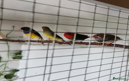 Finches birds for sale: Gouldian, parrot, zebra and star finch for sale - Image 3