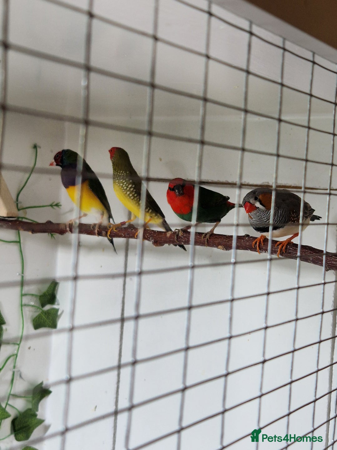 Finches birds for sale: Gouldian, parrot, zebra and star finch for sale - Image 3