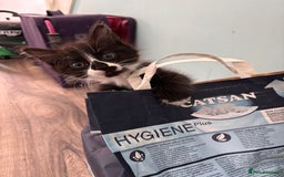 Maine Coon cats for sale: Maine coon x calico - Image 4