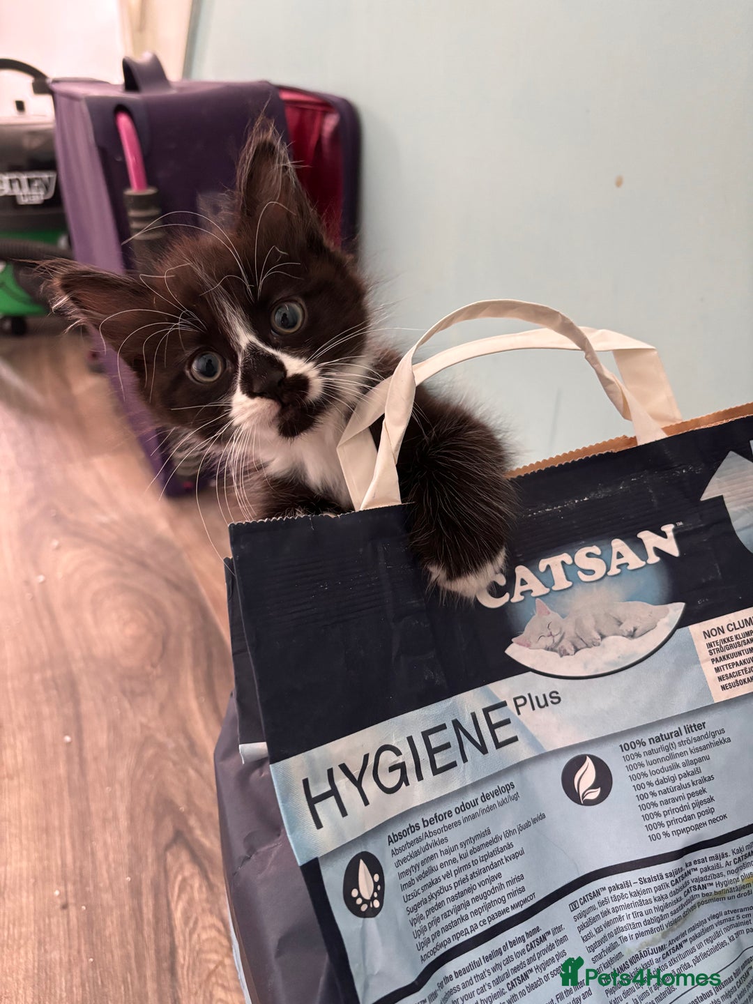 Maine Coon cats for sale: Maine coon x calico - Image 4