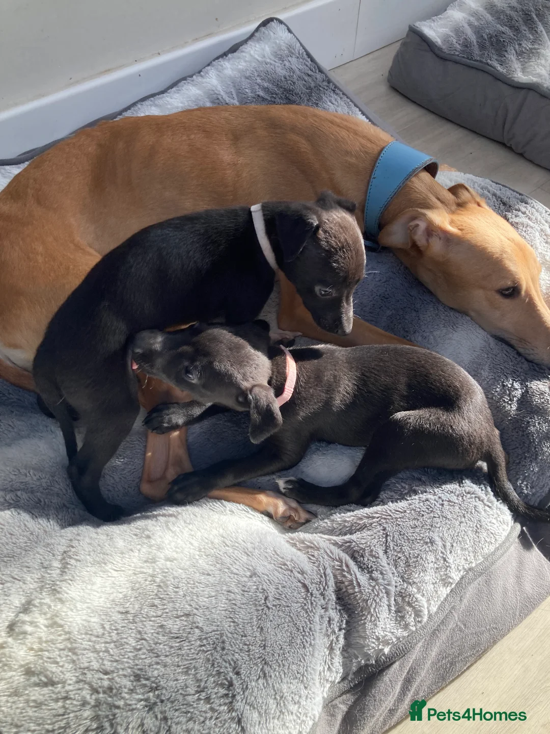 Whippet dogs for sale: Quality Whippet Puppies - Advert 1