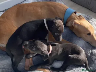 Whippet dogs Quality Whippet Puppies - Advert 3