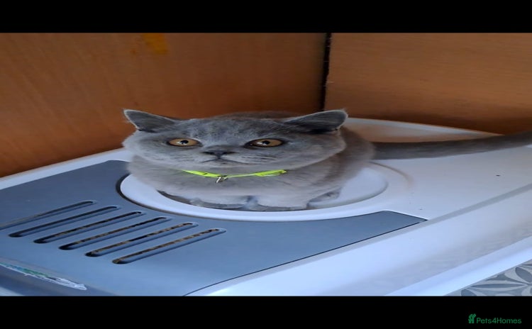 British Shorthair cats - Advert 11