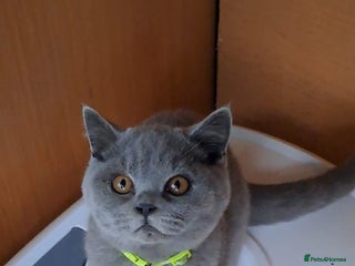 British Shorthair cats - Advert 4