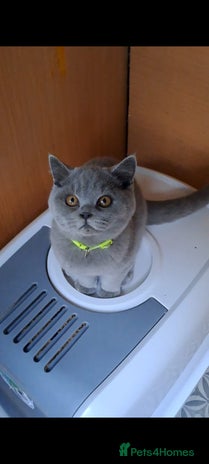 British Shorthair cats - Advert 11