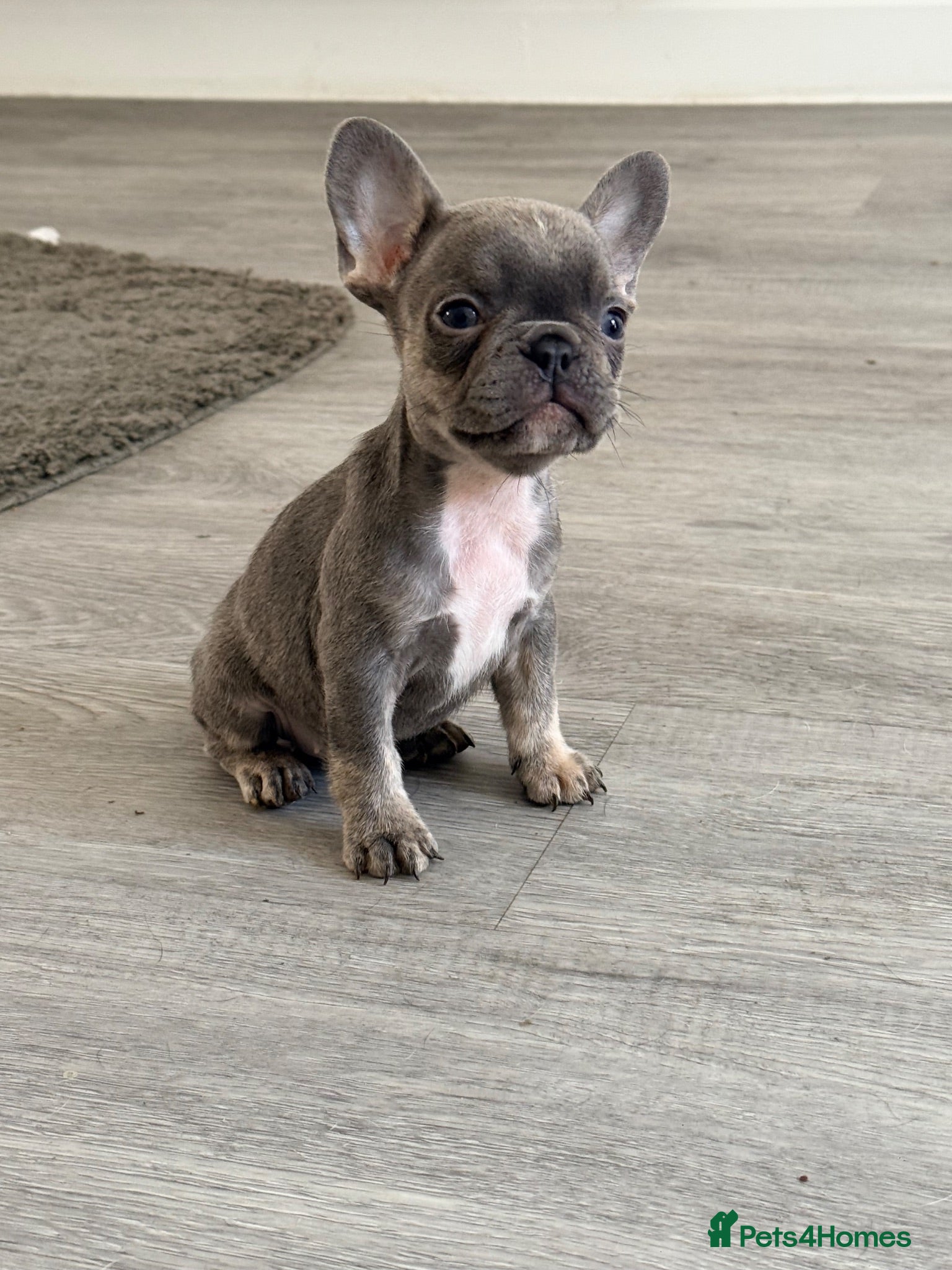 French Bulldog dogs STUNNING FRENCHIES ✨ - Advert 10