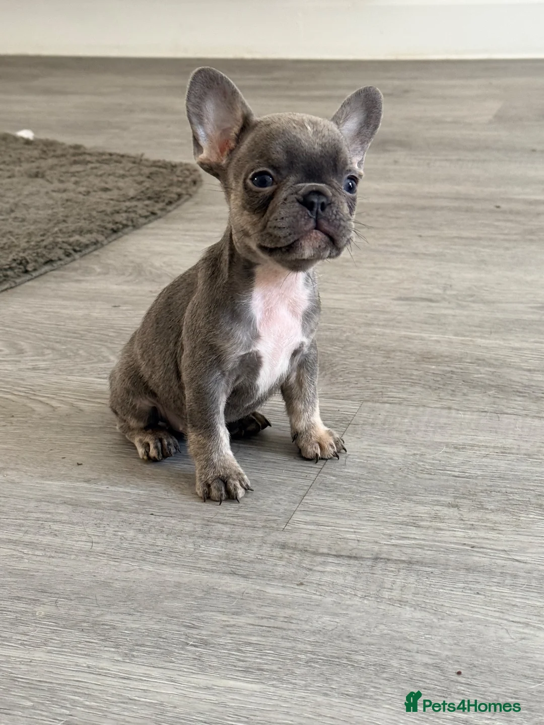 French Bulldog dogs for sale: STUNNING FRENCHIES ✨ - Advert 1