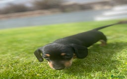 Miniature Dachshund dogs for sale: Miniature dachshund - Image 7