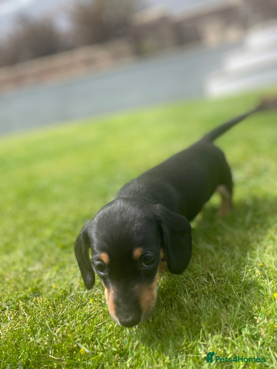 Miniature Dachshund dogs for sale: Miniature dachshund - Image 7