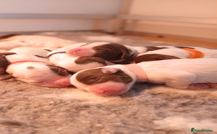 English Springer Spaniel dogs for sale in Dorchester - Advert 3