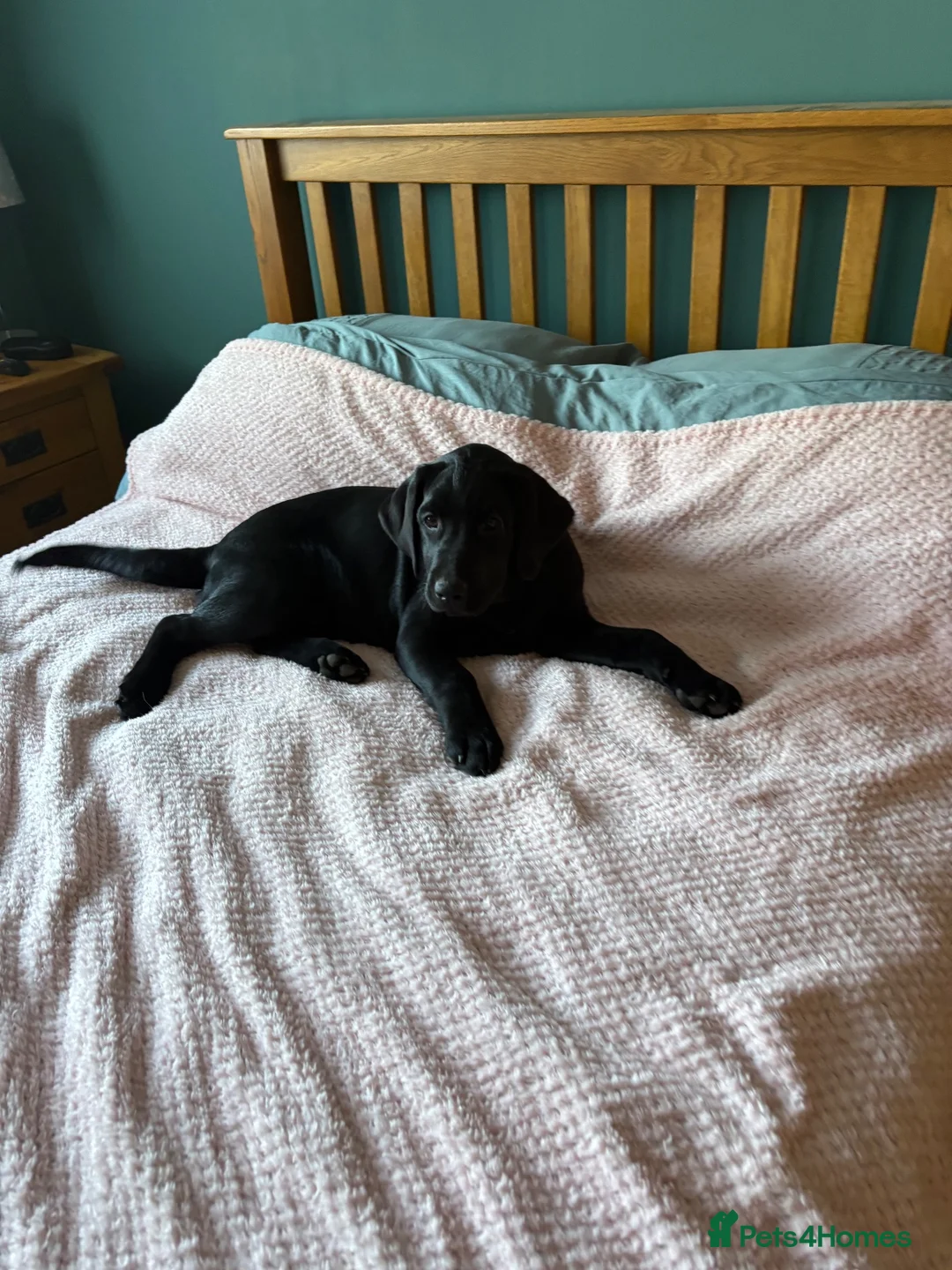 Labrador Retriever dogs for sale: 2 black female Labradors - Advert 2
