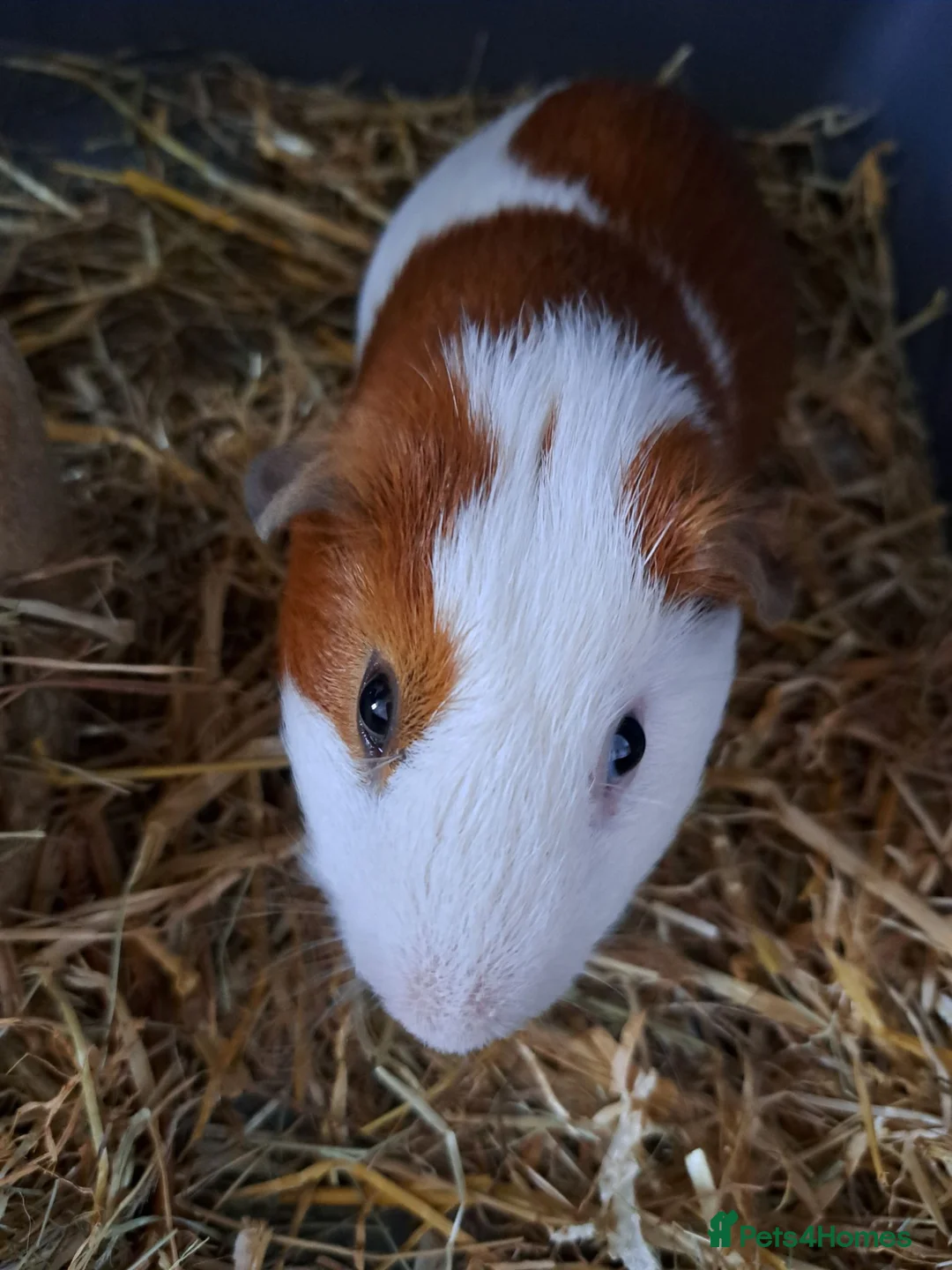 Guinea Pig rodents for sale: Guinea Pig s  - Advert 1