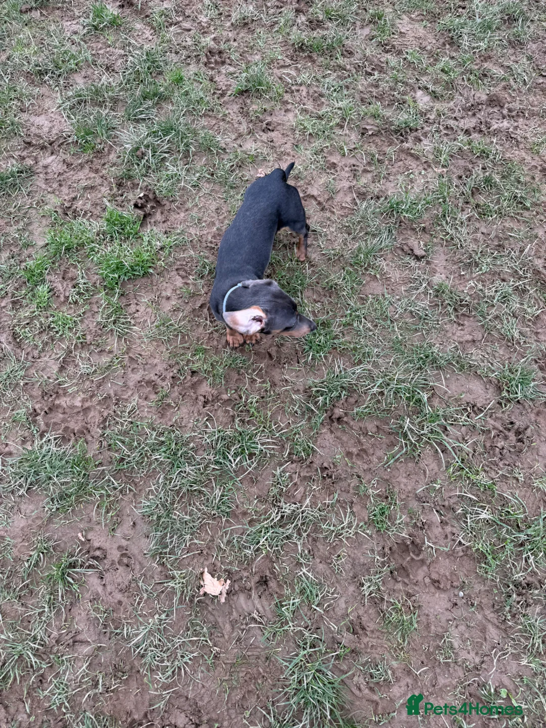 Miniature Dachshund dogs for sale: REHOME 7 month old miniature dachshund  in Saltash - Advert 2